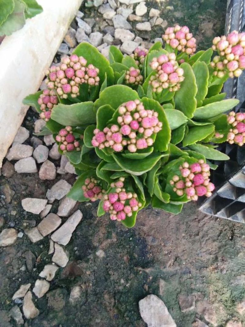 长寿花