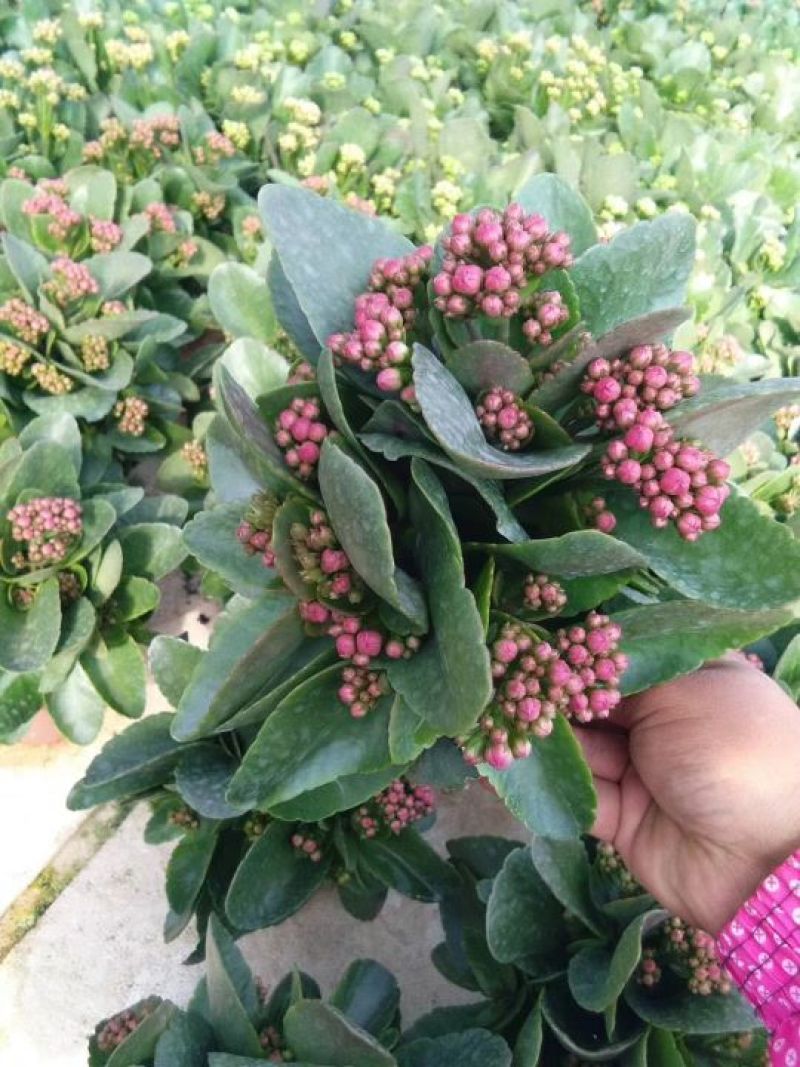 长寿花