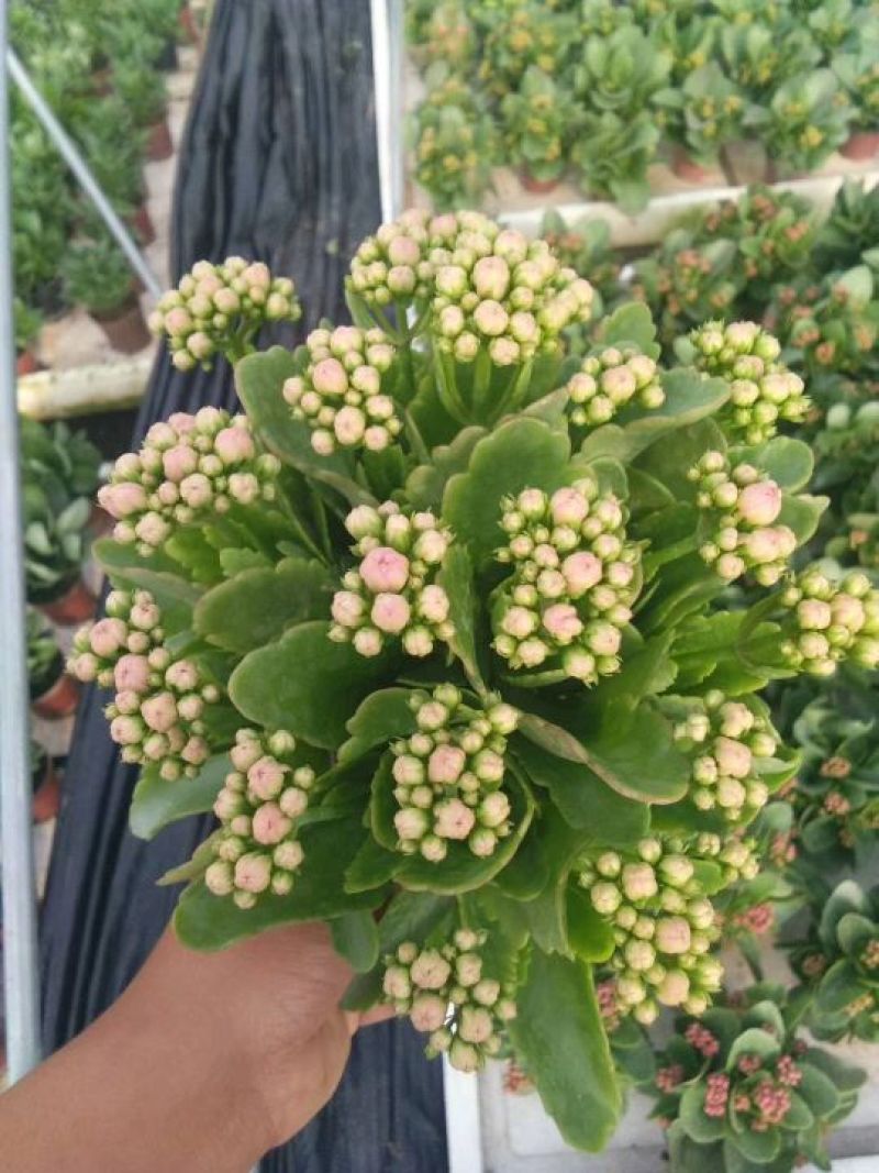 长寿花