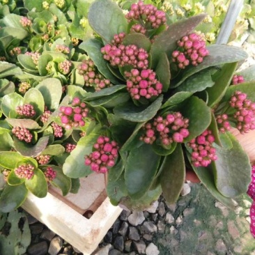 长寿花