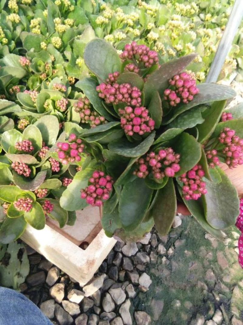 长寿花