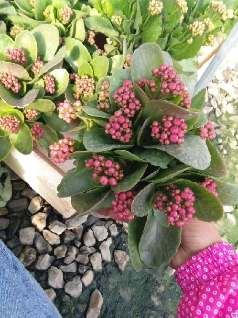 长寿花