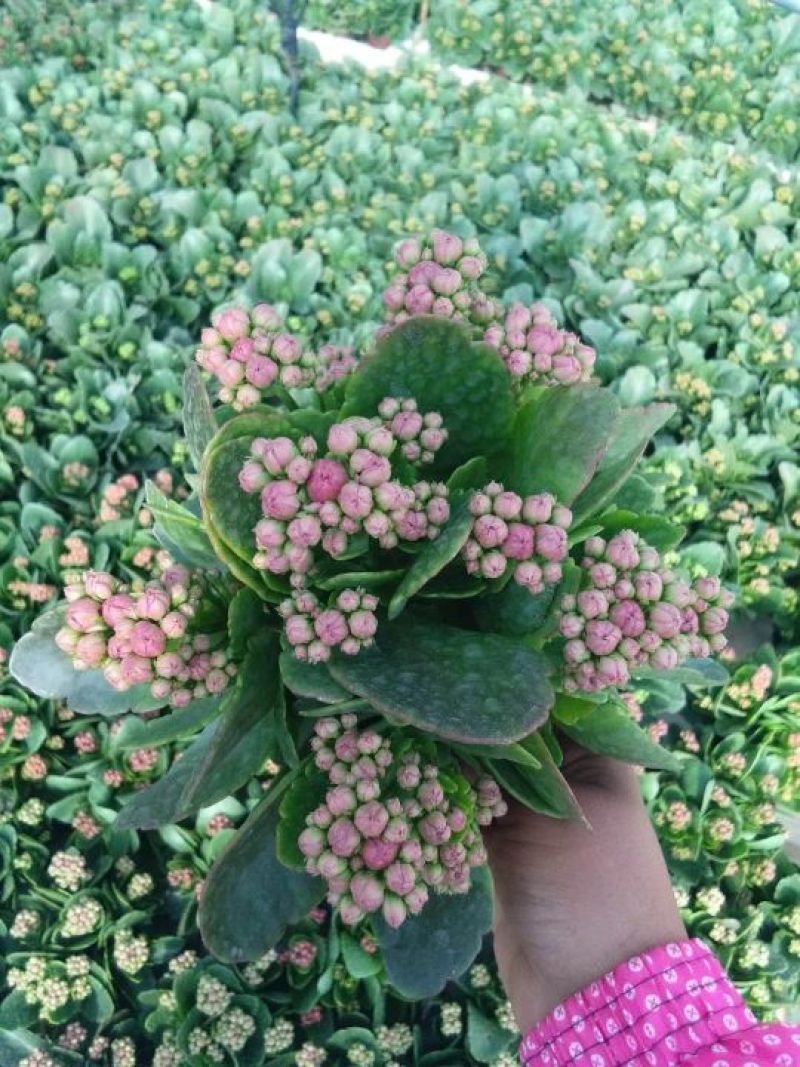 长寿花