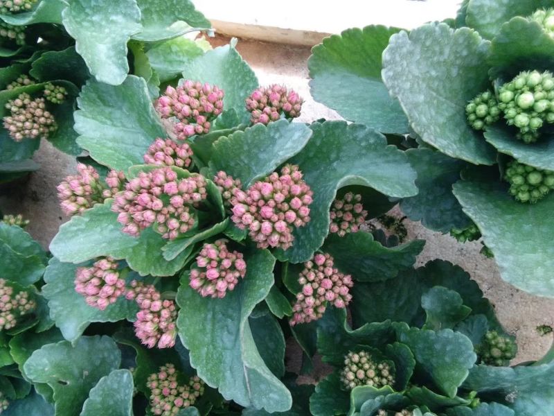 长寿花