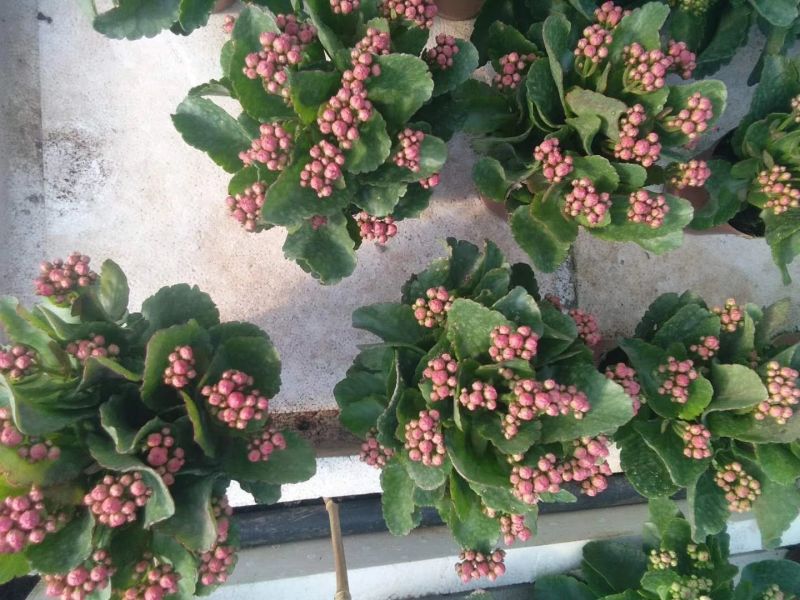 长寿花
