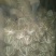 基地直销油松1米——7米规格齐全