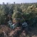基地直销油松1米——7米规格齐全