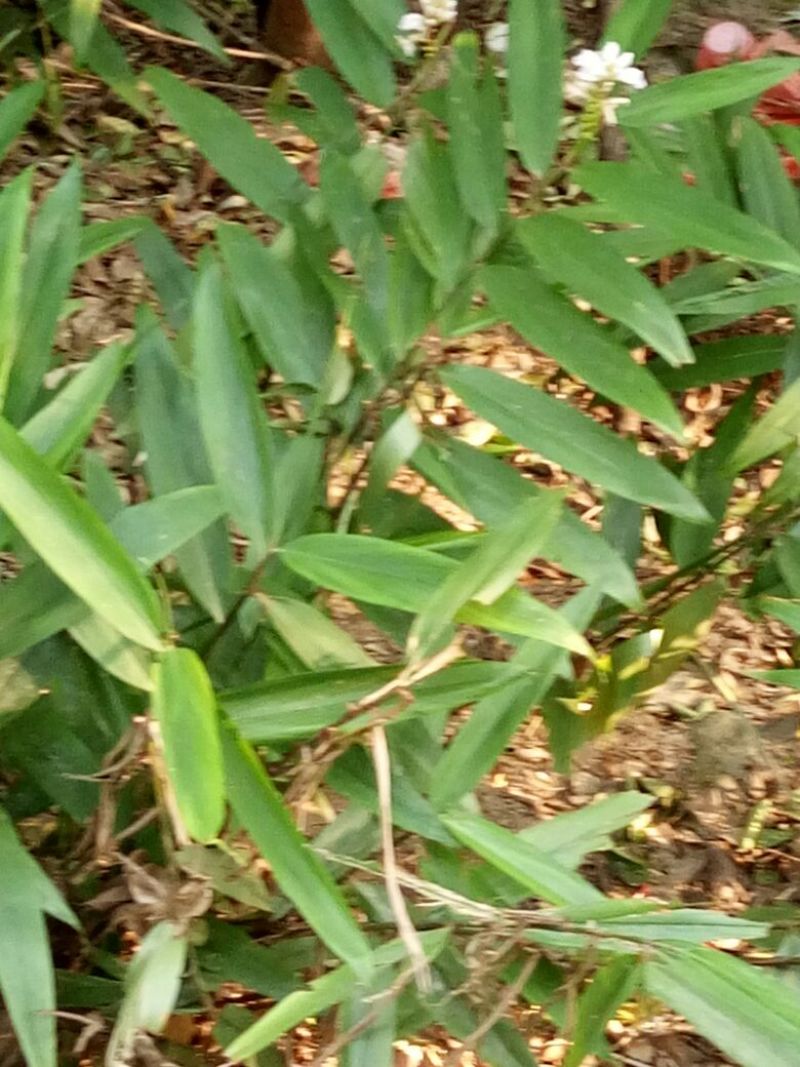益智仁
