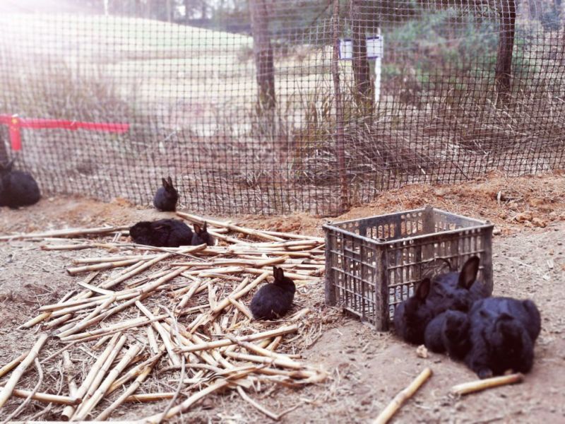 肉兔跑山野兔生态饲养