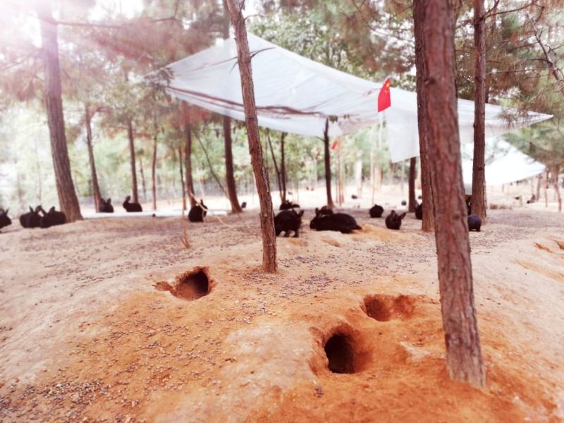 肉兔跑山野兔生态饲养