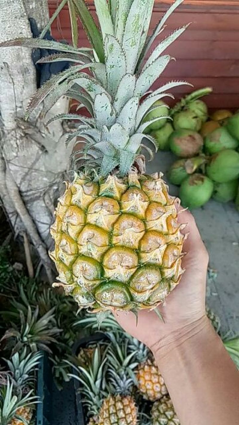 菲律宾（巴厘）菠萝特级精品菠萝