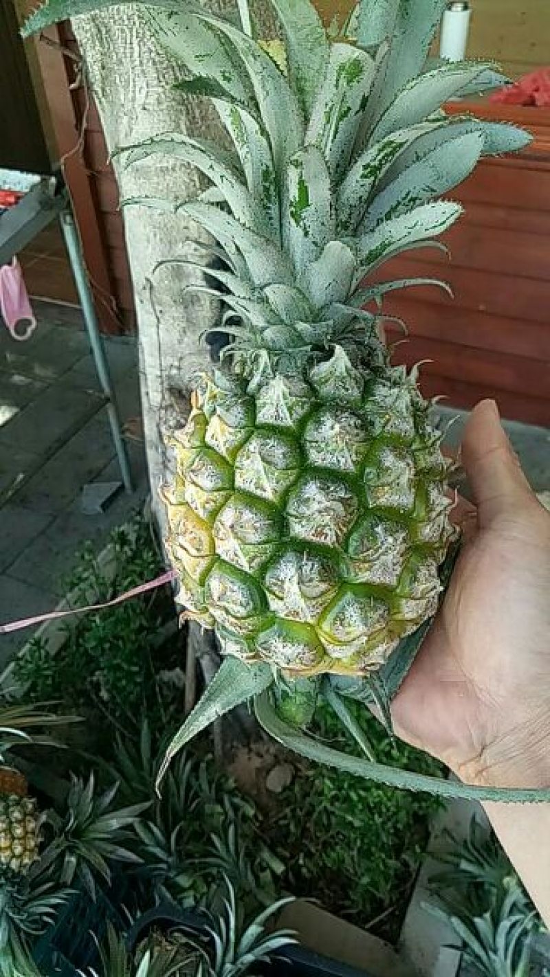 菲律宾（巴厘）菠萝特级精品菠萝