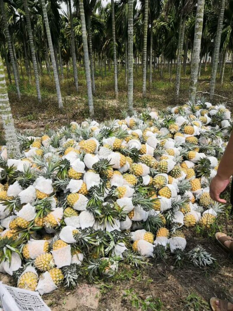 菲律宾（巴厘）菠萝特级精品菠萝
