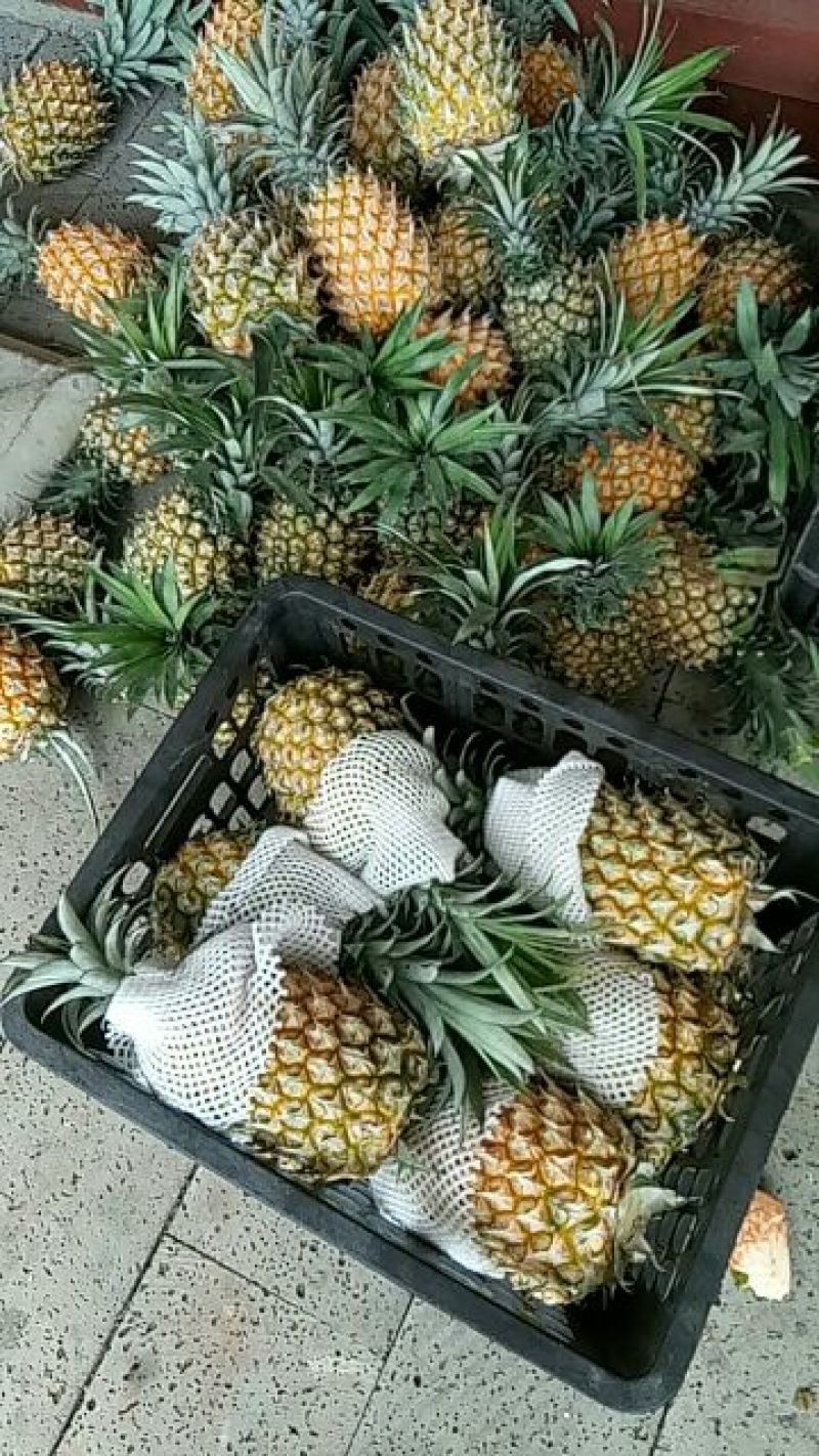 菲律宾（巴厘）菠萝特级精品菠萝