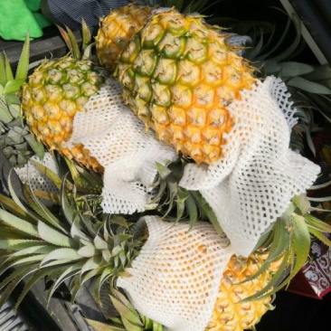 菲律宾（巴厘）菠萝特级精品菠萝