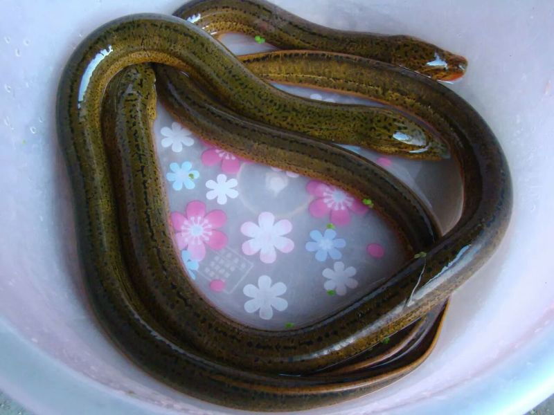 血鳝食用活鱼