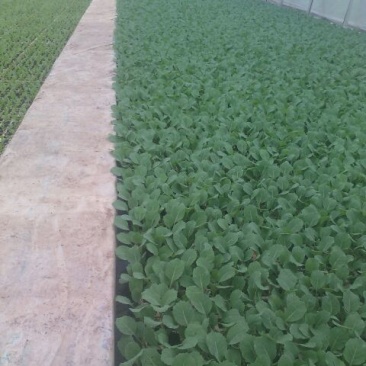 甘蓝苗，农家蔬菜育苗，常年供应各种各样蔬菜。