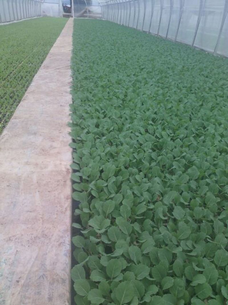甘蓝苗，农家蔬菜育苗，常年供应各种各样蔬菜。
