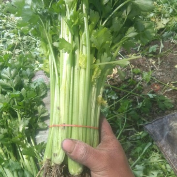 芹菜50cm以上，小西芹菜