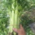芹菜50cm以上，小西芹菜