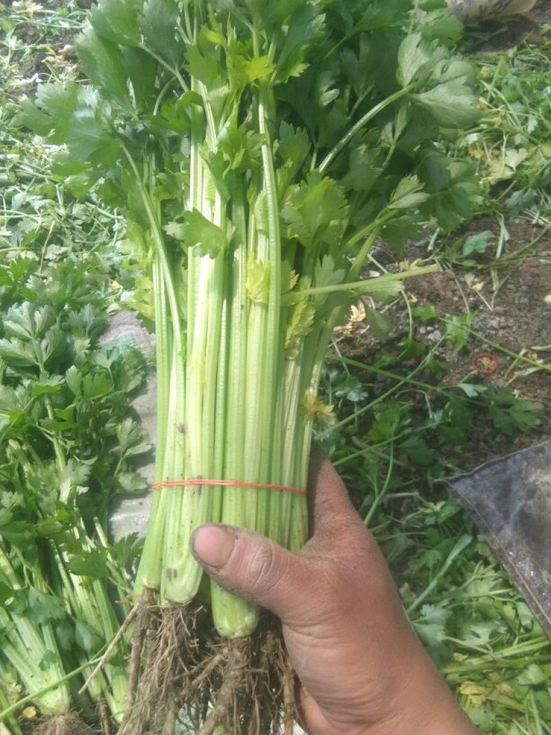 芹菜50cm以上，小西芹菜
