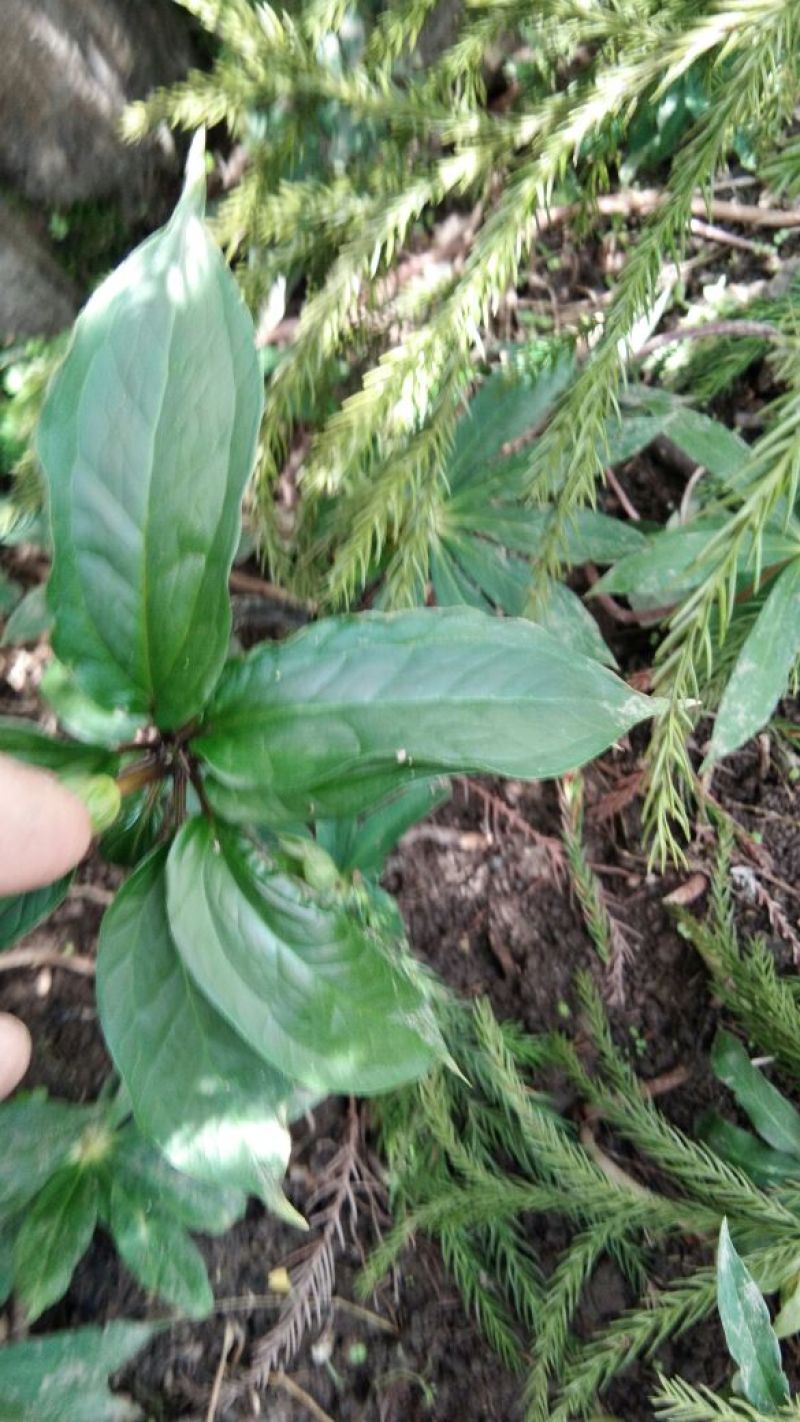 重楼统个鲜货