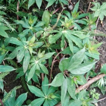 重楼统个鲜货