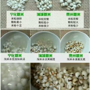 白薏米宁化糯薏米