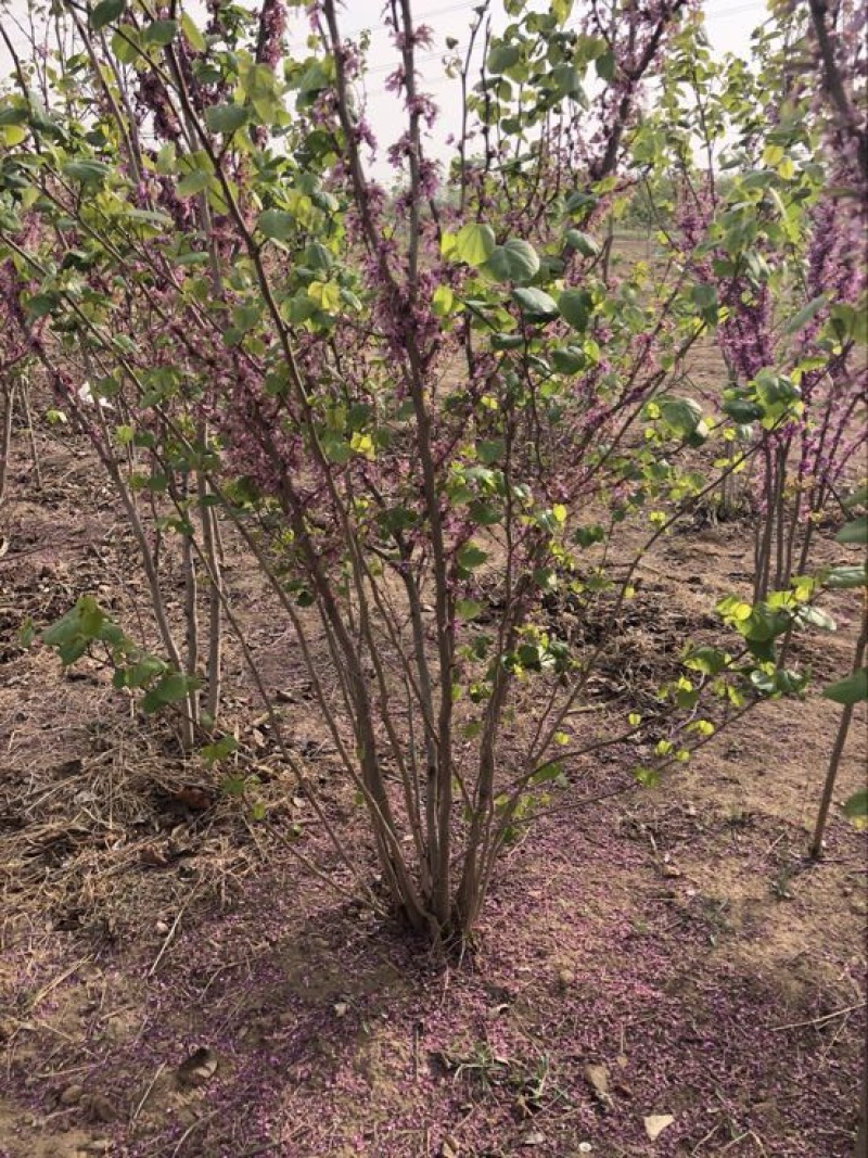 紫荆2cm以下4cm以下1.5~2米