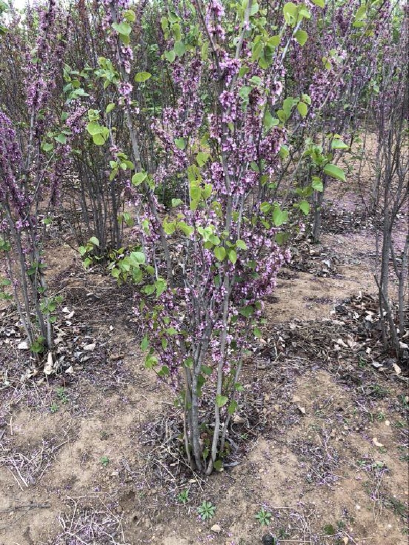 紫荆2cm以下4cm以下1.5~2米