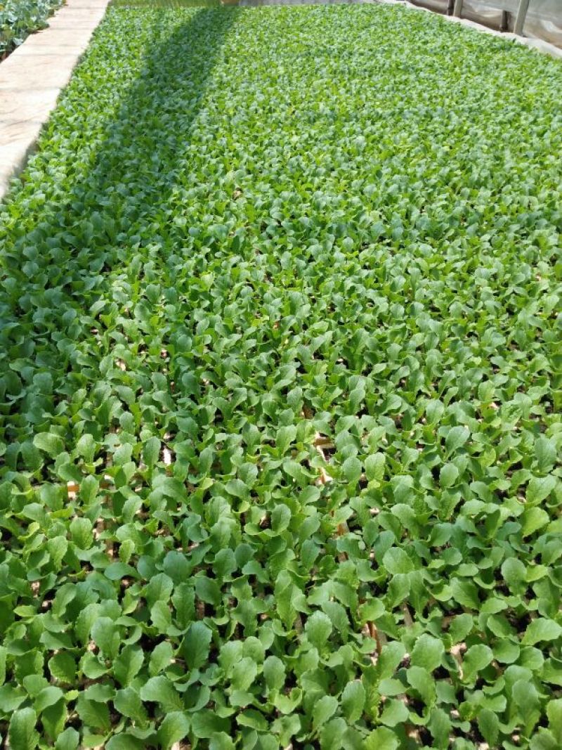 白菜苗，农家育苗基地。常年供应各种各样白菜苗。欢迎全国各