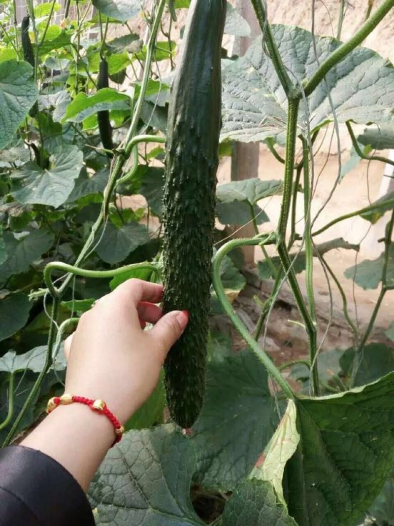 黄瓜苗