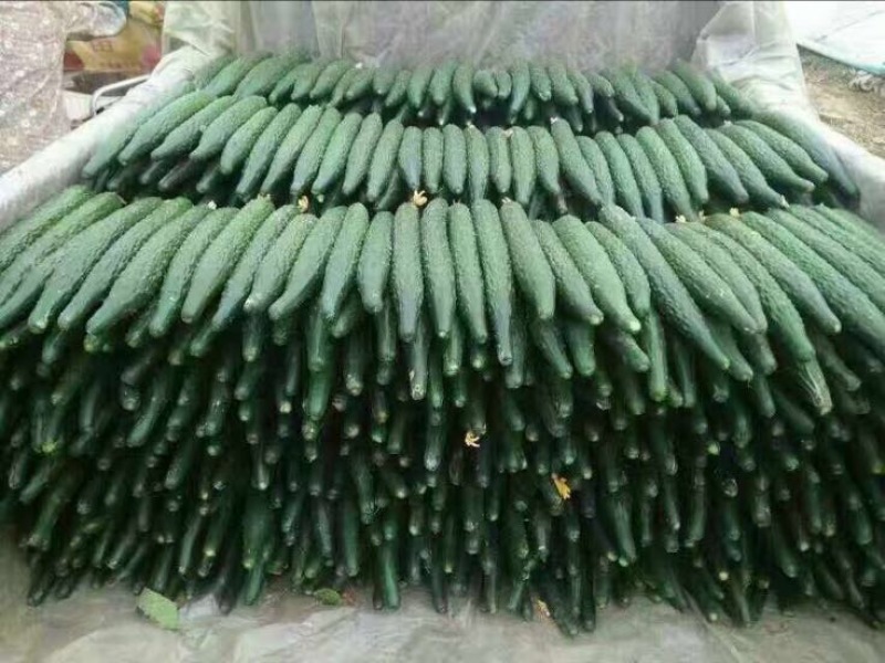 黄瓜苗