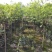 紫薇，拼栽，笼子，高杆，低分枝都有，欢迎了解