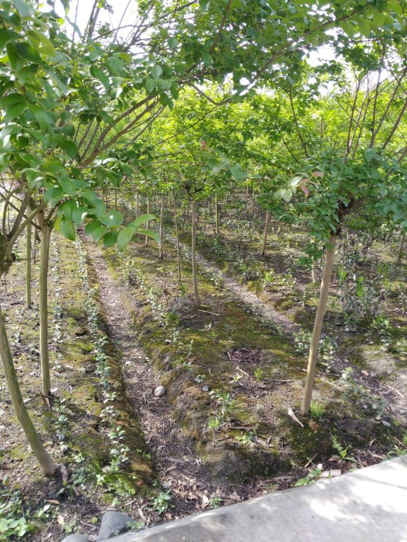 紫薇，拼栽，笼子，高杆，低分枝都有，欢迎了解
