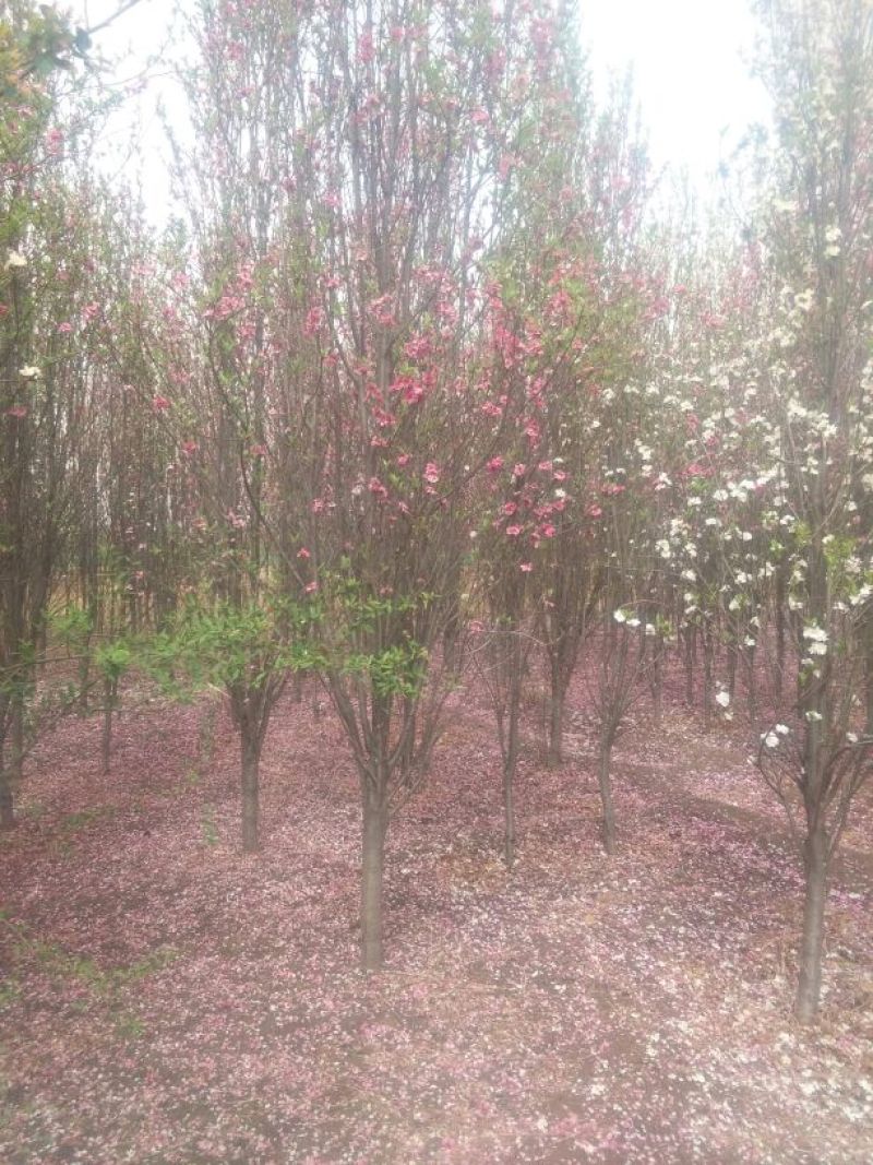 龙柱碧桃6~8cm3.5~4米