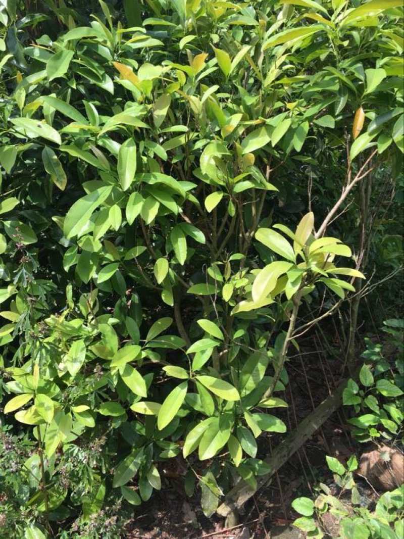 拟单性木兰