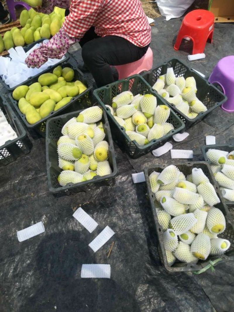 【整件60斤包邮】广西百色水仙芒金煌芒甜品店果切专用