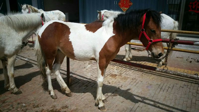 矮马100~200kg