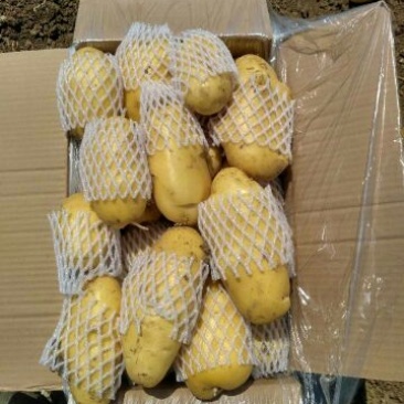 长年大量供应滕州优质荷兰土豆和V七精品土豆