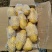 长年大量供应滕州优质荷兰土豆和V七精品土豆