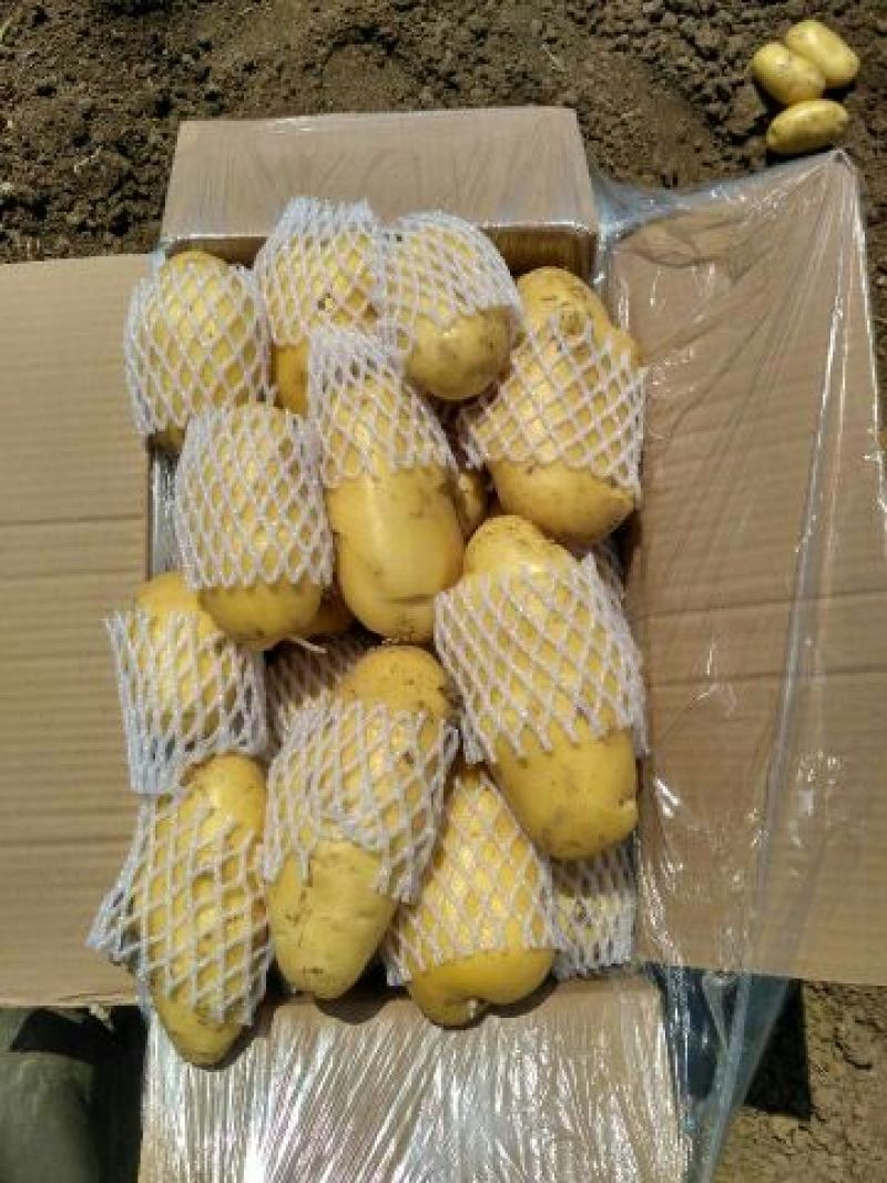 长年大量供应滕州优质荷兰土豆和V七精品土豆