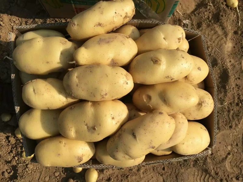 长年大量供应滕州优质荷兰土豆和V七精品土豆