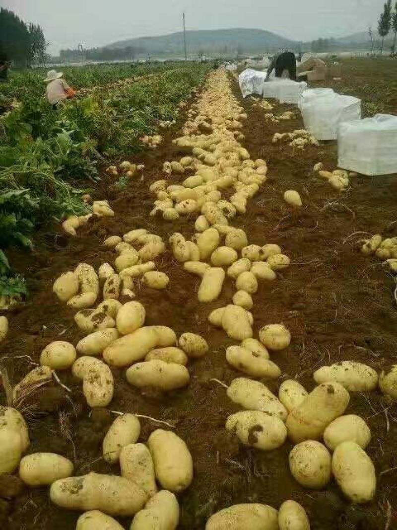 长年大量供应滕州优质荷兰土豆和V七精品土豆