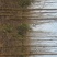 泡桐12~14cm8~10cm4米以上