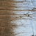 泡桐12~14cm8~10cm4米以上