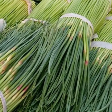 河南蒜苔红帽白帽蒜薹抽条好提供打包打捆服务冷库货耐运输储存