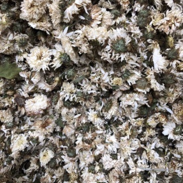 黄山贡菊