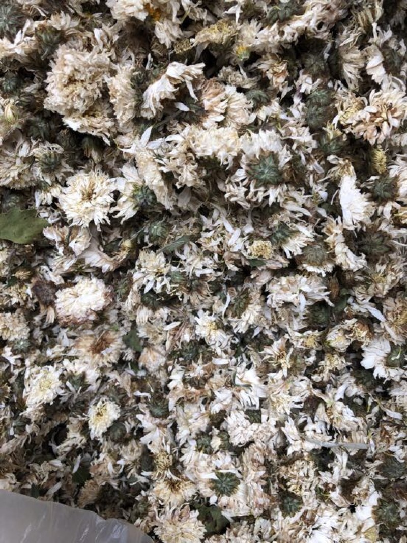 黄山贡菊
