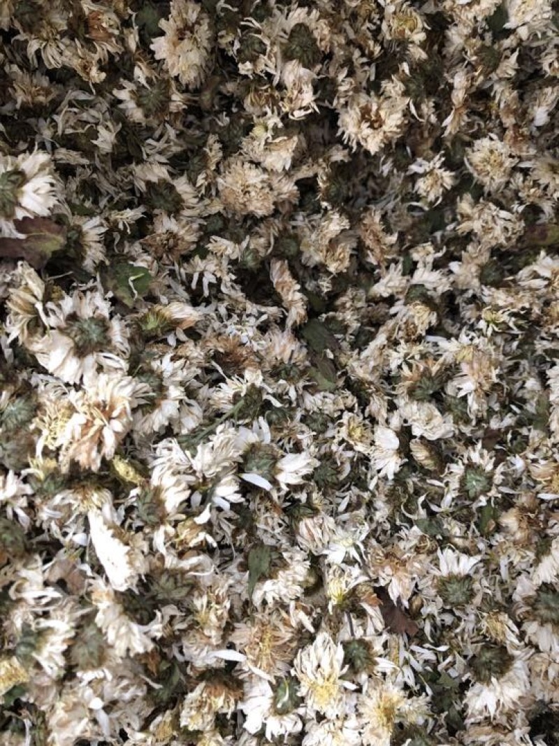 黄山贡菊